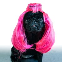 Hund mit Perücke